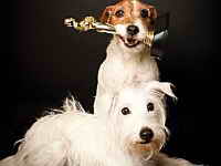 фото Gcs из фильмов «Артист» и «Начинающие» на «Оскар» не номинируются, но статуэтку подержать могут! фото Gcs из фильмов «Артист» и «Начинающие» на «Оскар» не номинируются, но статуэтку подержать могут!