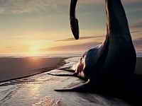 фото Древо жизни фото Древо жизни